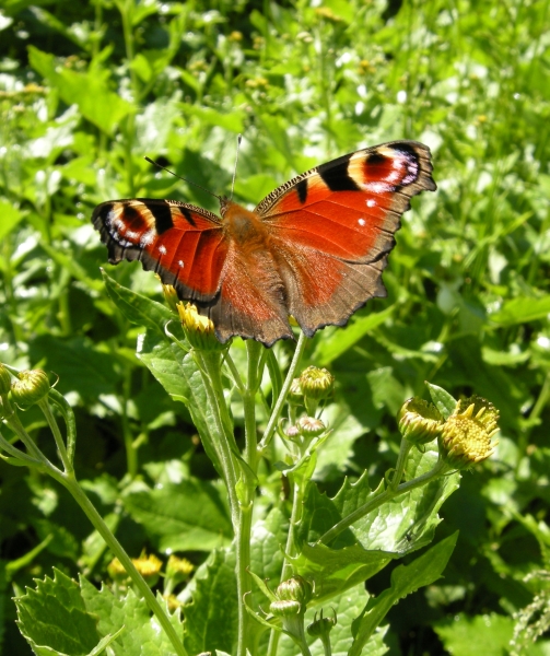 Aglais  io - Vanessa io